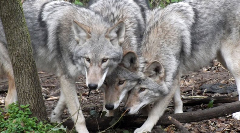 Coywolf: New dog-coyote-wolf hybrid already numbers in the millions