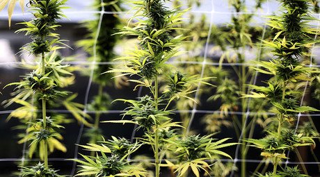 Organic weed? Colorado wants to restrict pesticides on marijuana