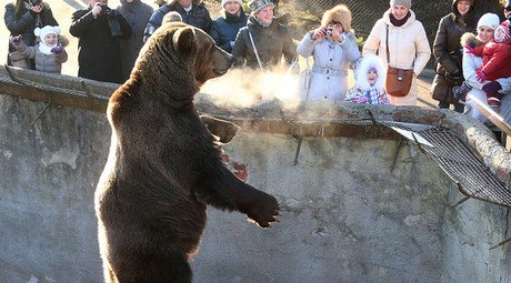 Government mulls measures to protect Russian zoo animals from public dissection abroad