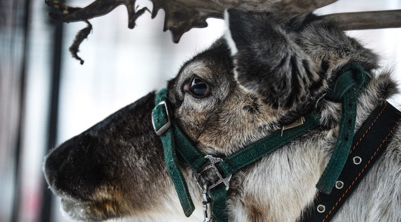Where's Rudolph: Russia's Father Frost robbed of leading reindeer ahead of festivities
