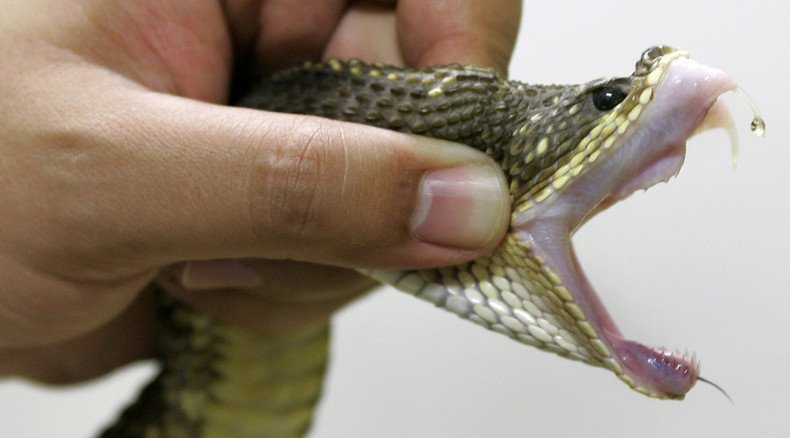 Boy bites snake: Venomous viper killed - by 17-month-old toddler in Brazil
