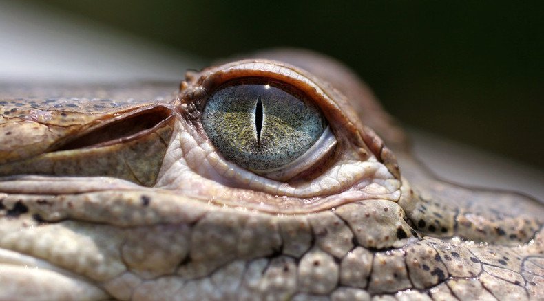 Croc shock: US sanctions mean 11,000 crocodiles in Honduras facing death