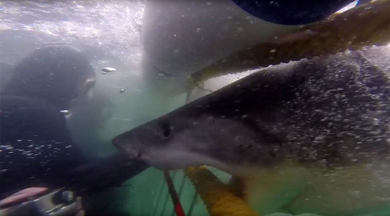 Jaws for real: Great white shark slams into diver’s cage, narrowly misses his arm (VIDEO)