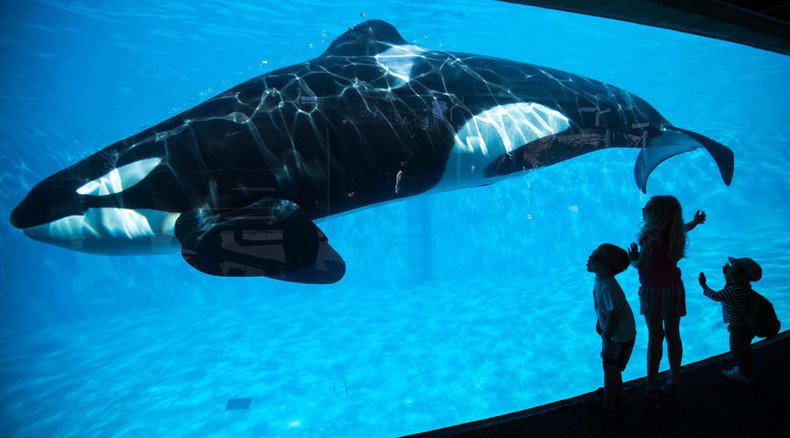 SeaWorld to end trick-filled orca shows, transition to ‘more natural’ experience
