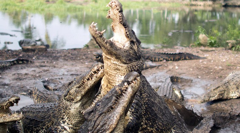 'Can't bribe crocodiles': Indonesia may use reptiles as prison guards