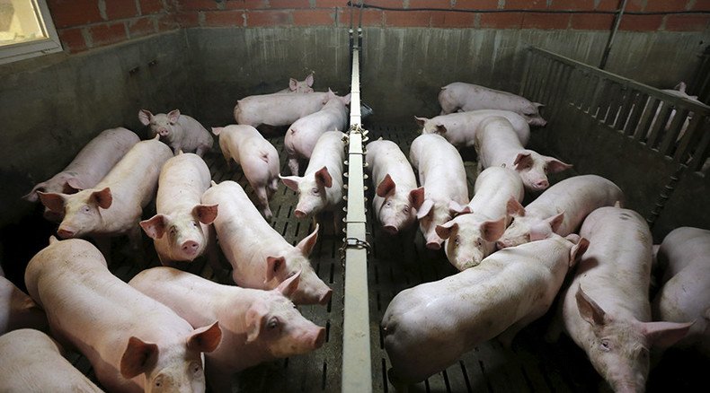 Undercover video shows pig maltreatment at major US pork supplier plant