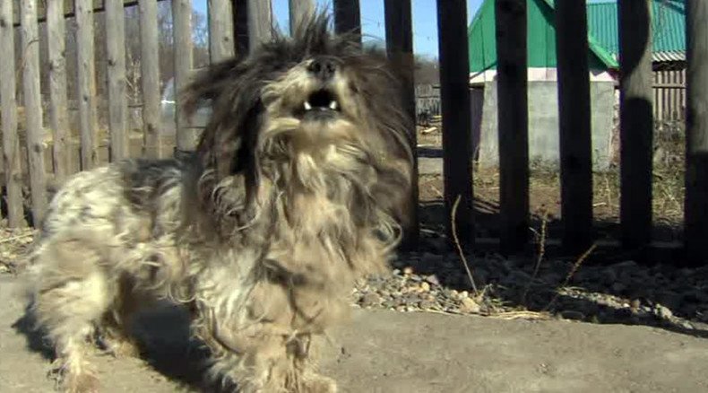 Tiny pooch saves 2 small boys from bear attack in Russia