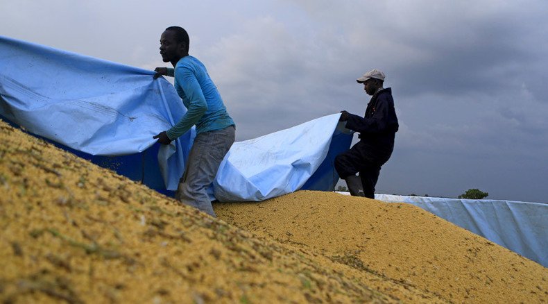 $10mn dare: MIT grad challenges Monsanto over ‘nonexistent GMO safety standards’