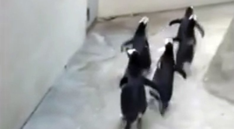 Mischievous penguins try to break out of Danish zoo (VIDEO)