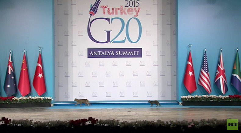 G20 catwalk: Trio of felines makes appearance at annual summit (VIDEO)