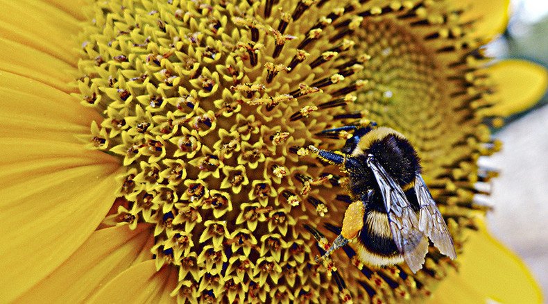 Common pesticide could hinder bumblebees’ ability to pollinate plants – study