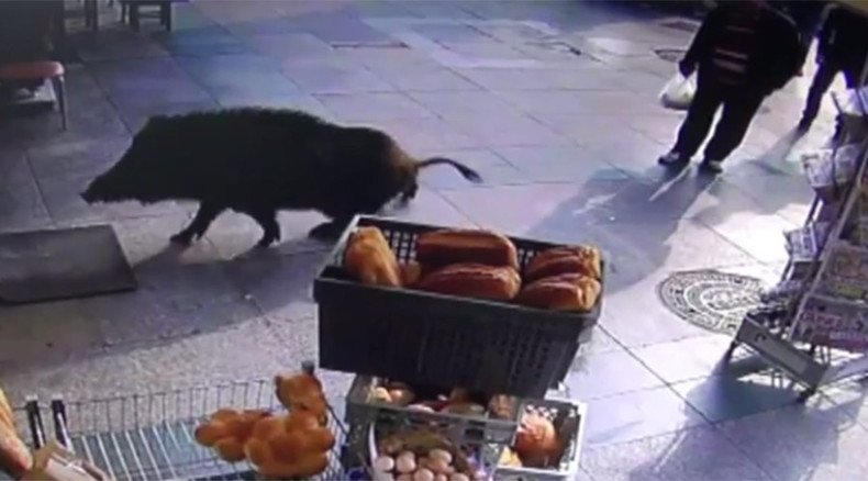 Porkish delight: Wild boar swims the Bosporus, terrorizes Istanbul locals (VIDEO)