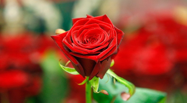 Flower power: Swedish scientists create world’s first electronic ‘cyborg’ rose