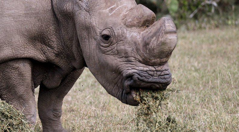 Scientists hope ‘test-tube’ calf can save northern white rhinos 