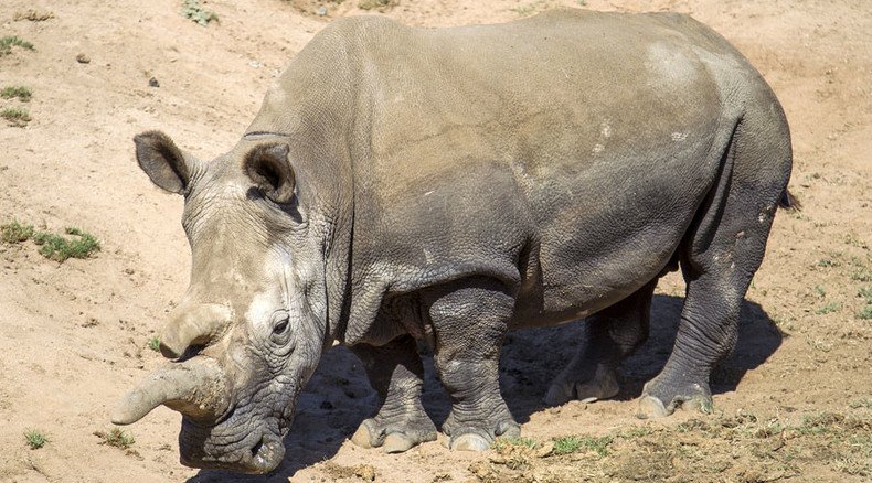 Only 3 northern white rhinos remain in world after Nola dies in San Diego