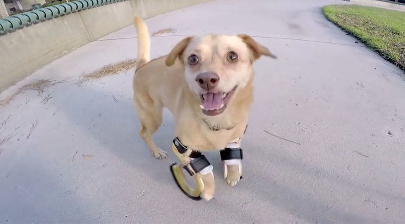 Give me a leg-up! Prosthetic limbs give dog new lease of life (VIDEO)