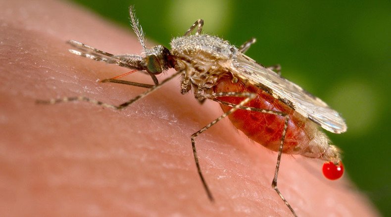 Scientists modify mosquitoes to pass malaria-blocking genes in the wild