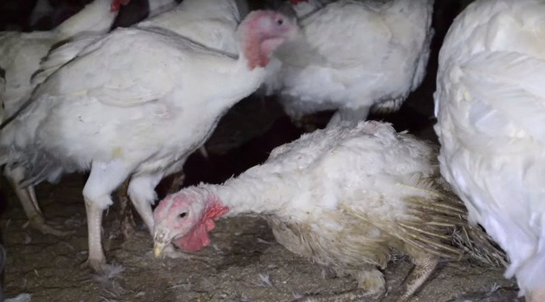 Turkeys suffer from cruelty at top-rated Whole Foods farm, activists say (VIDEO)