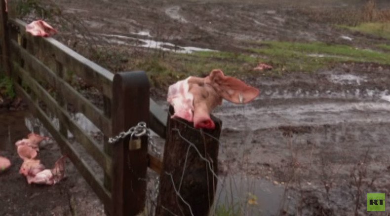 Dutch welcome: Pig heads left at migrants' camp entrance in Netherlands (GRAPHIC)