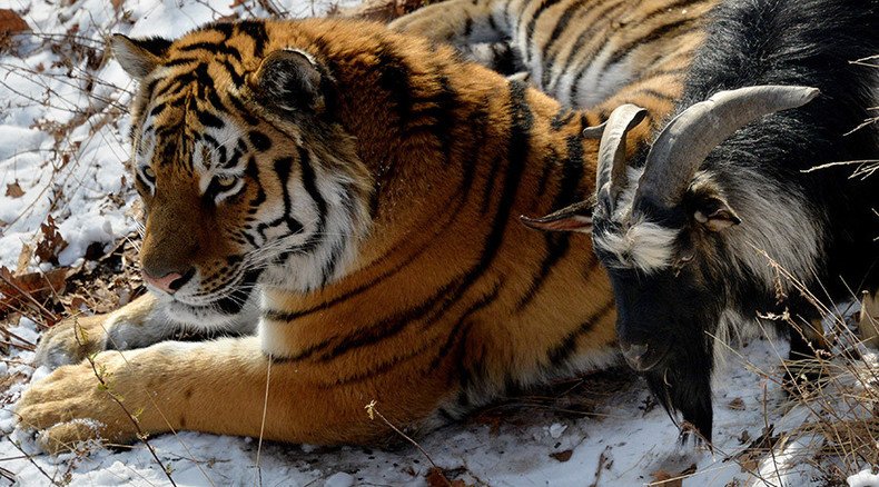 A tiger's best friend is a... goat: Activists call on zookeepers to separate the pals