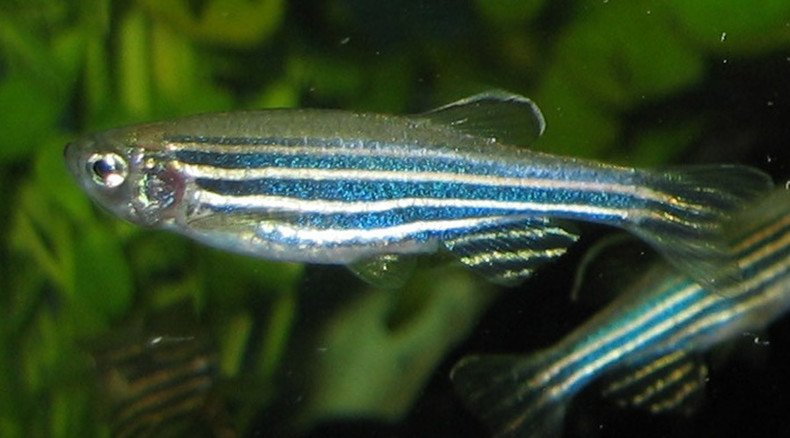 Fishy feeling: New study reveals fish really do have feelings 