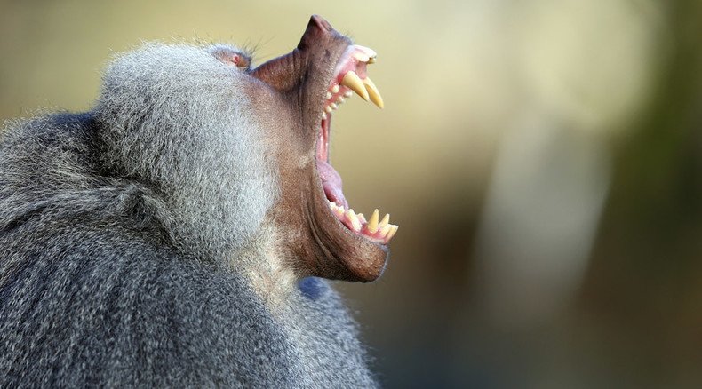 Epic baboon battle for queen at Toronto Zoo