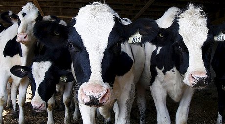 Serious beef: Killer cows responsible for deaths of 74 people, farmers urged to act