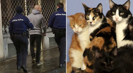 ‘Not afraid’: Police ask Brussels residents not to disclose raids, so they tweet CATS instead