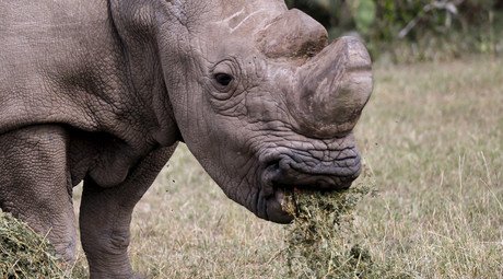 Only 3 northern white rhinos remain in world after Nola dies in San Diego