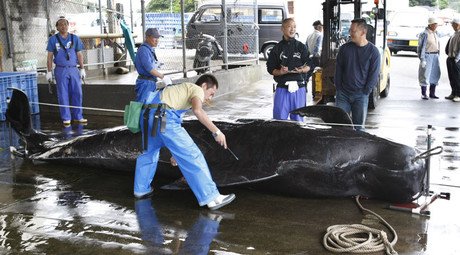 333 whales per year? Japan fleet sails out for ‘scientific’ research despite UN ruling