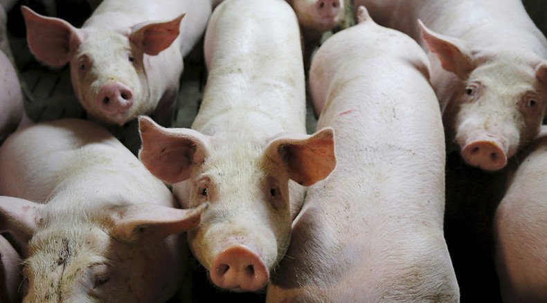 Woman faces 10 yrs in prison for giving thirsty pigs water