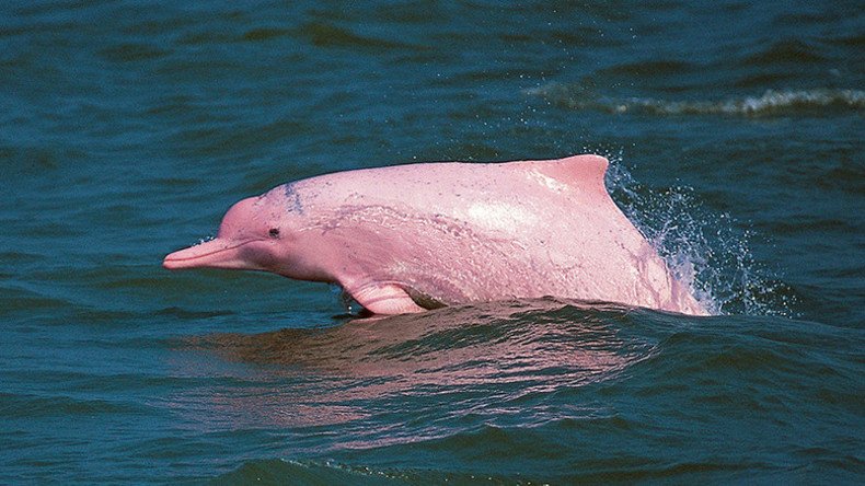 'Pink' dolphins in jeopardy from Hong Kong airport expansion & Macau bridge 