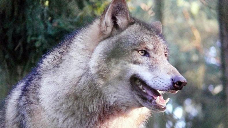 More than 11k Norwegians register to hunt… 16 wolves