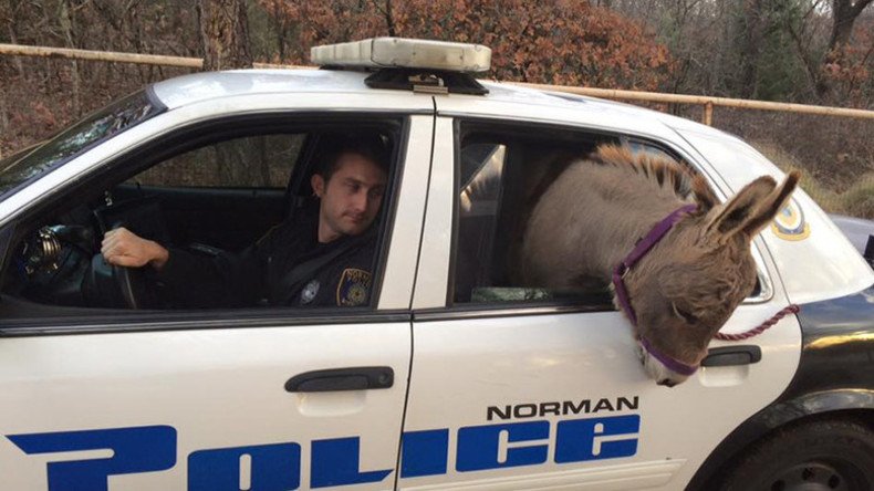 Get your ass outta here! Donkey poops in back of police car