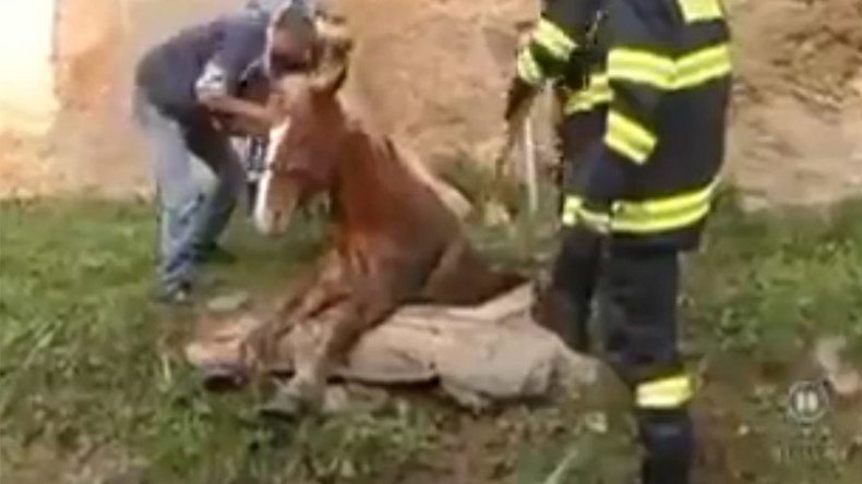 Blazing saddles? Horse stuck in Czech manhole rescued by fire brigade