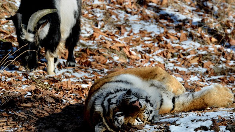 Tiger & goat: Big cat and ‘failed lunch’ now BFF in Russian safari park (VIDEOS)