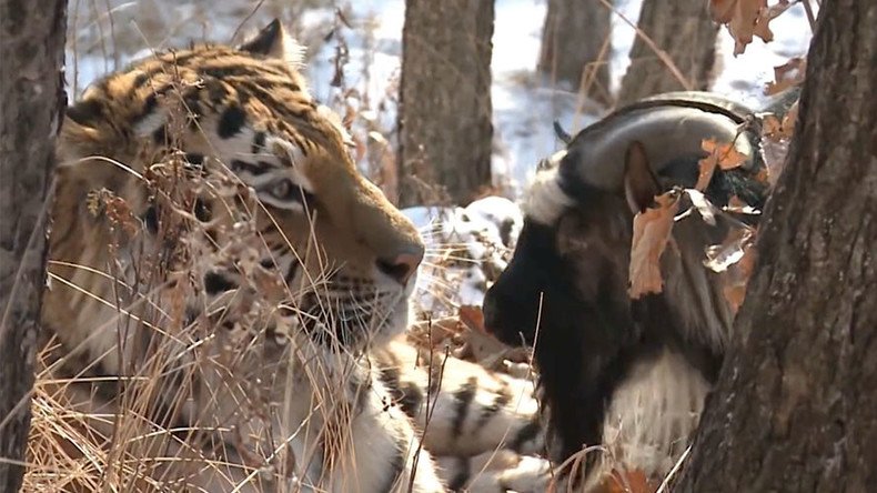 Lunchtime: Animal expert expects Russian tiger to finally gobble up goat pal