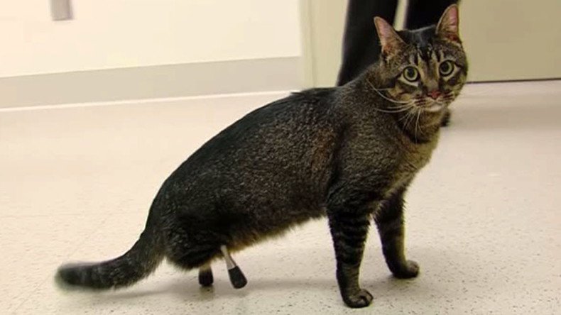 Ready fur action: Cat born without hind legs gets brand new titanium limbs