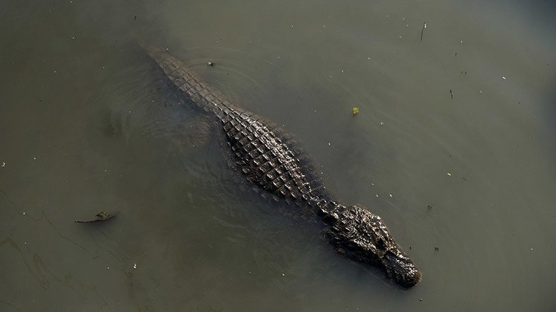 Instant karma: Suspected burglar eaten alive by alligator while hiding from police 