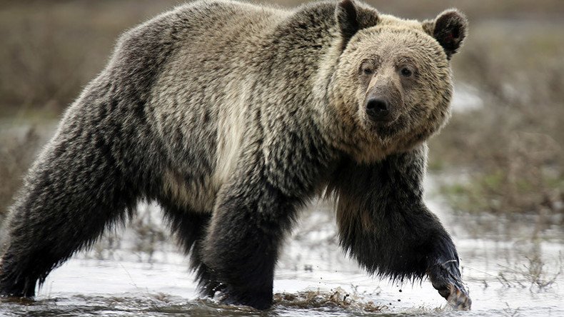 Yellowstone grizzlies could be fair game for hunters under new rules