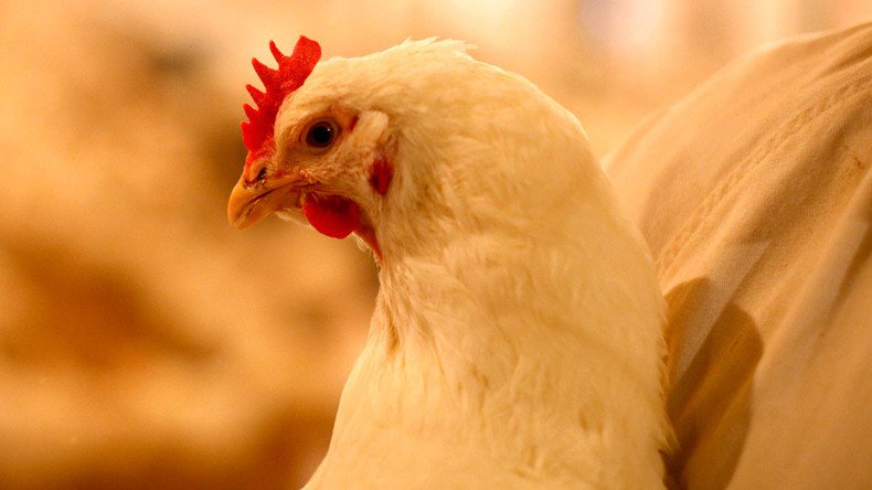 FDA approves GMO chicken to produce breakthrough drug 