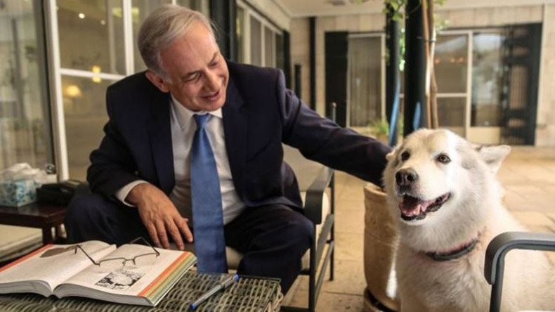 Netanyahu's dog says 'Happy Hannukah' by biting 2 guests at official event