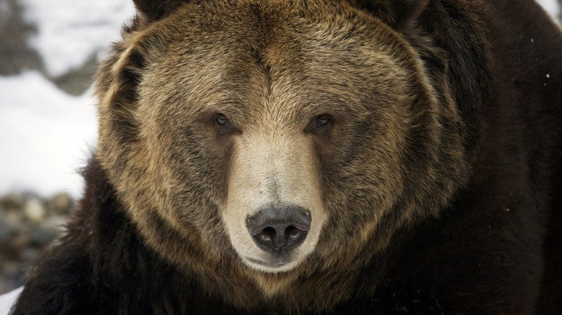 Beauty queen butcher: Ex-Miss Kansas charged with killing too many grizzly bears