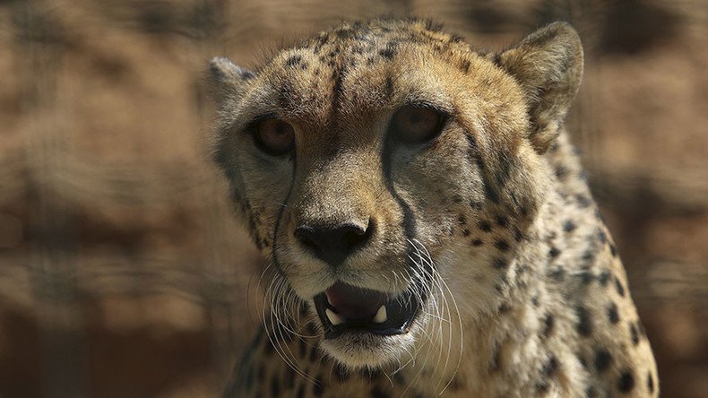 Air Force cheetahs attack officer in South Africa