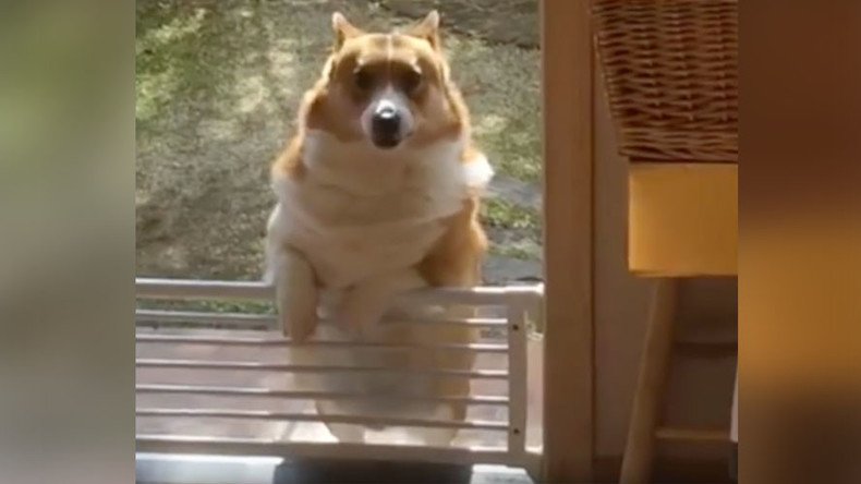 Determined doggie: Corgi struggles to climb guard fence