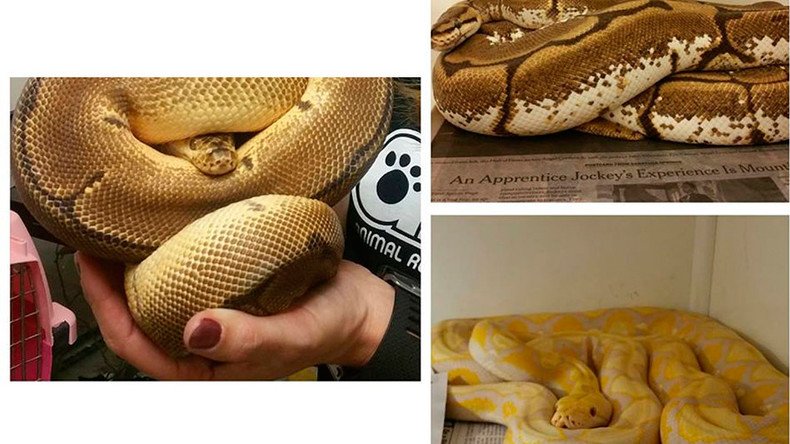 Animal control rescues more than 60 snakes from Maryland apartment