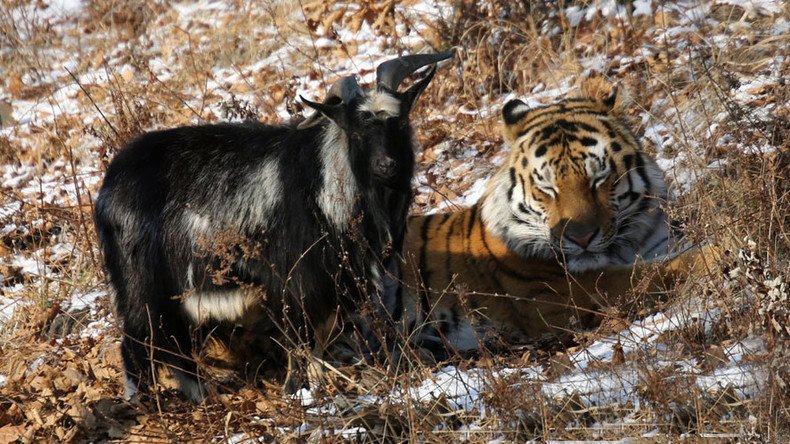 New movie stars? Tiger & goat pals in Russian safari park to be filmed by S. Korean director