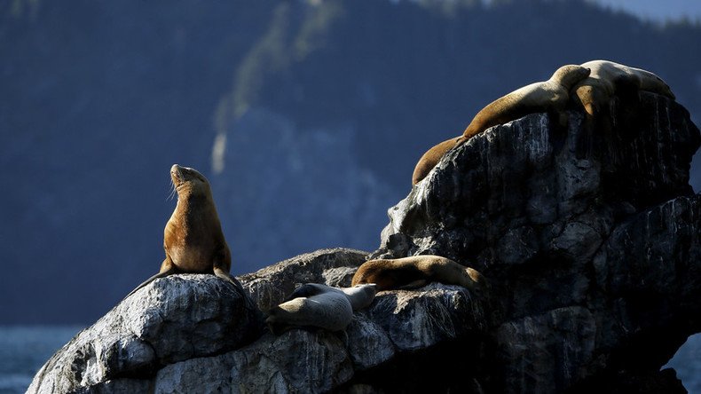 Sea lions suffer from Alzheimer's-like brain damage due to algae toxins – study