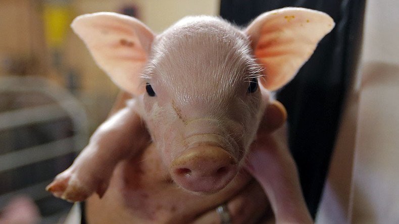 Scientists create gene-edited pigs, now immune to deadly virus