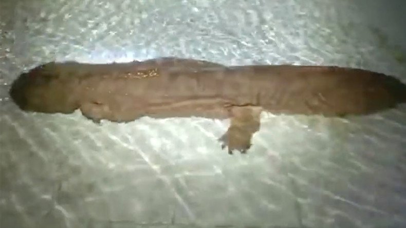 Salamander Survivor: Endangered 200 y.o. found in Chinese cave